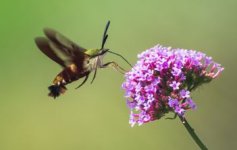 HummingbirdMoth01sp.JPG